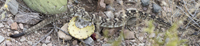 Black tailed Rattlesnake